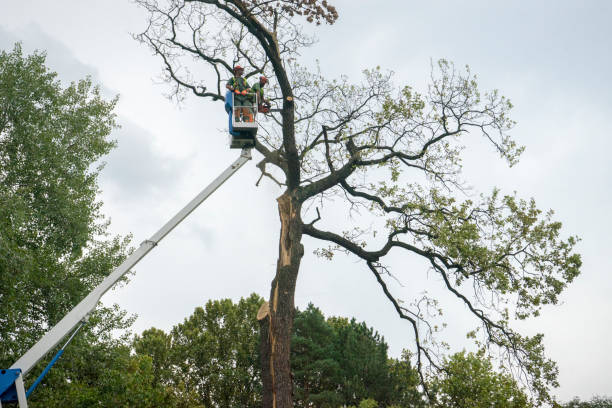 Leaf Removal Services in Upper Greenwood Lake, NJ