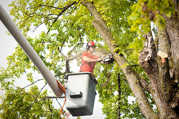 How Our Tree Care Process Works  in  Upper Greenwood Lake, NJ